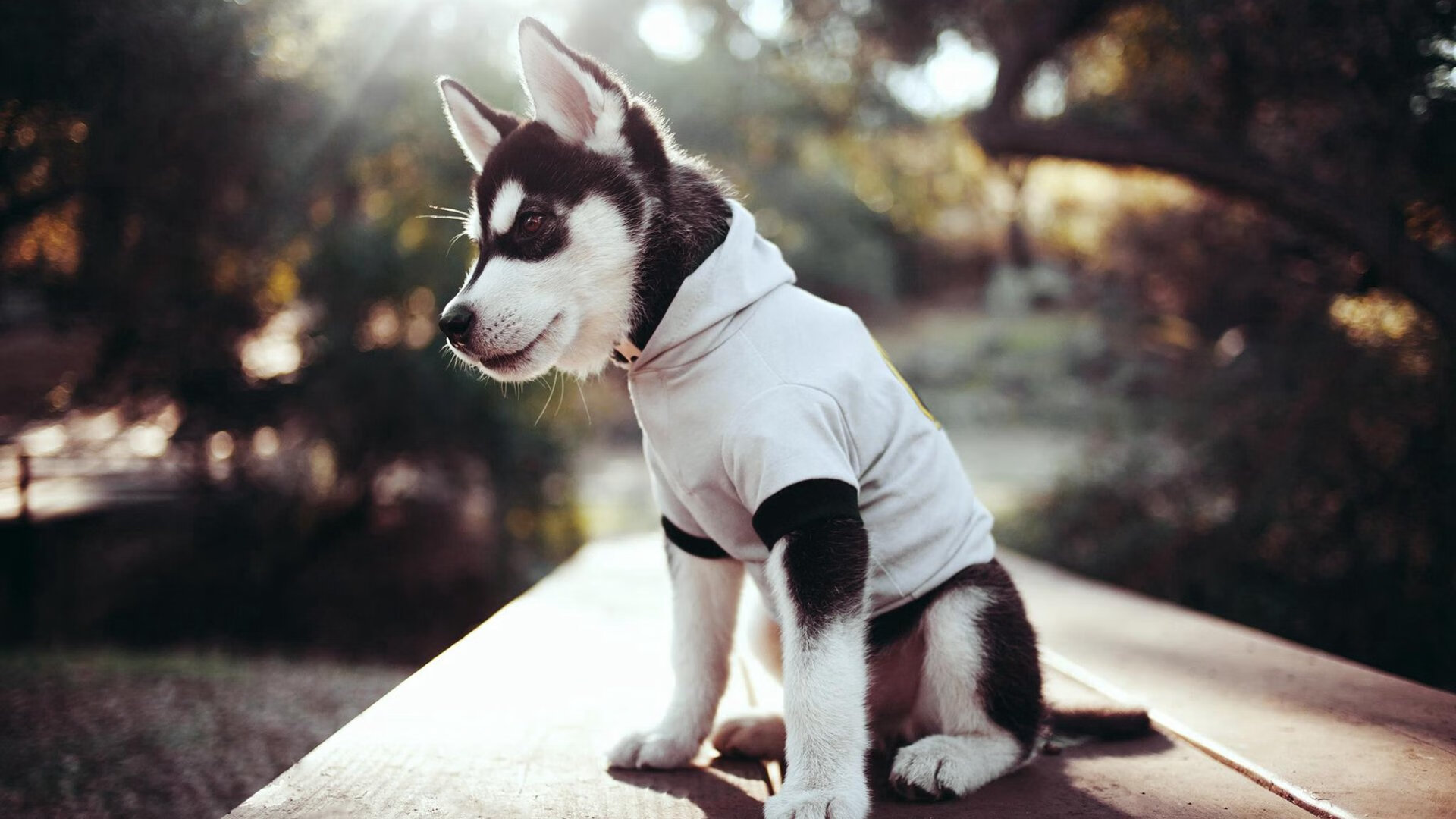 全球关注:世俱杯赛场上的精彩瞬间回顾,世俱杯比赛结果