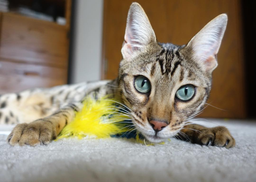 -中国女篮比赛中多点开花 进攻火力十足，中国女篮打球