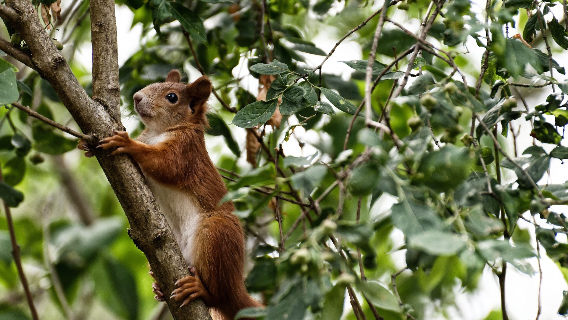 埃及队未来发展：加强国际友谊赛，积累比赛经验，埃及队员