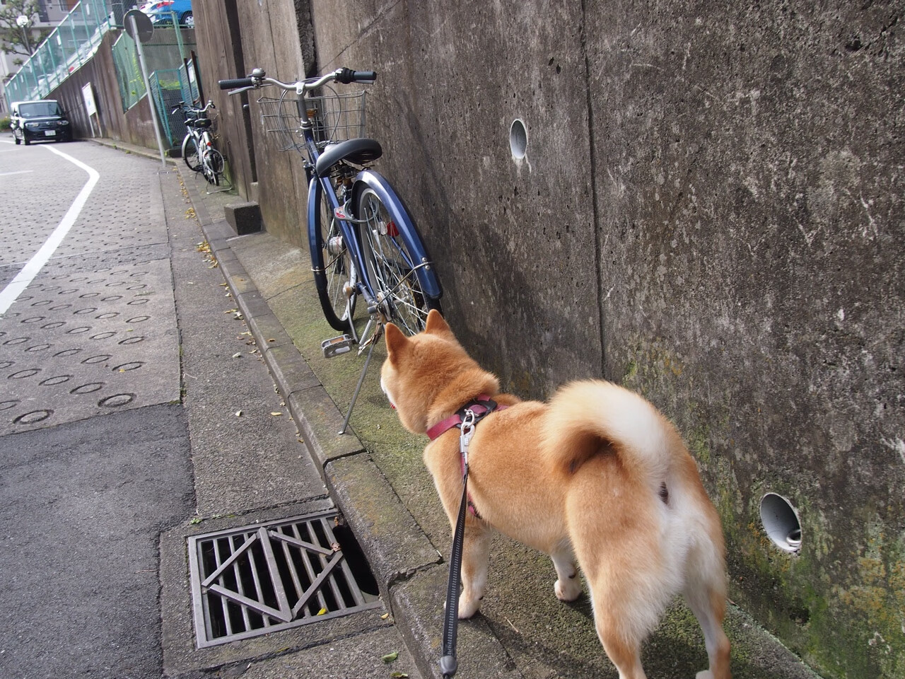 本土教练发展路径不清晰，教练行业环境分析