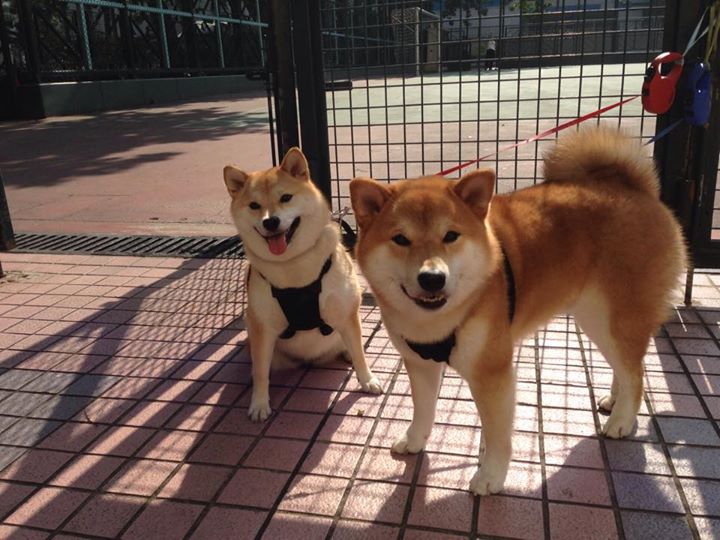 体育博主评选联赛最佳球员引发线上投票热潮，体育博主的主页简介