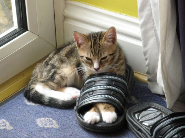 国家队备战海外赛事强化国际比赛经验积累，国家队参加比赛