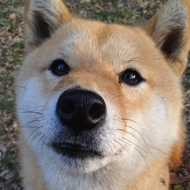 欧洲杯战场：战术智商与球员发挥的极致竞技，欧洲杯比赛分析推荐