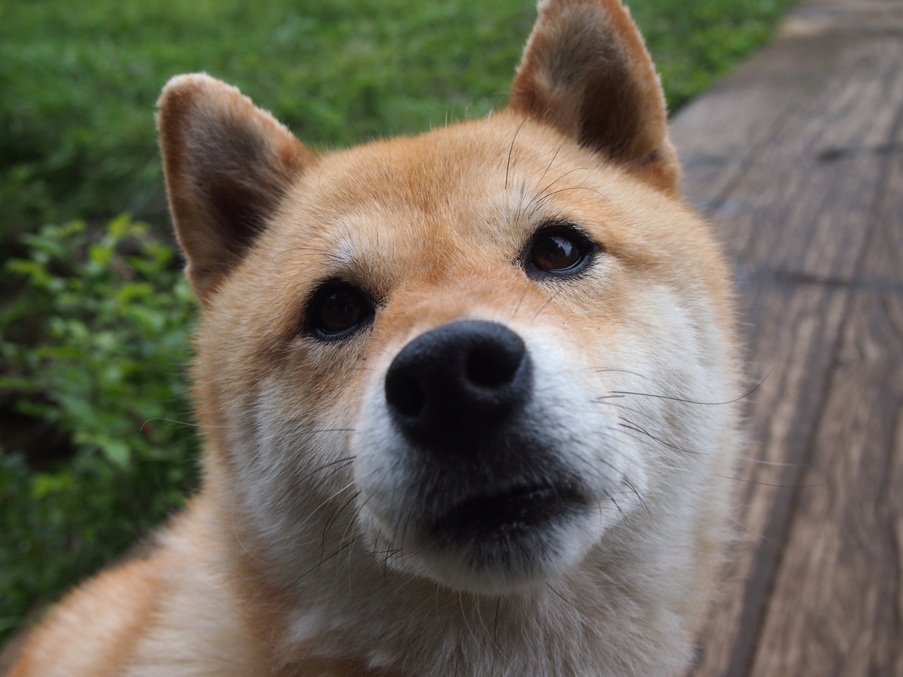 福特：凭借一系列高水平的表现，成为全黑队中坚力量，福特黑骑士2021新款价格