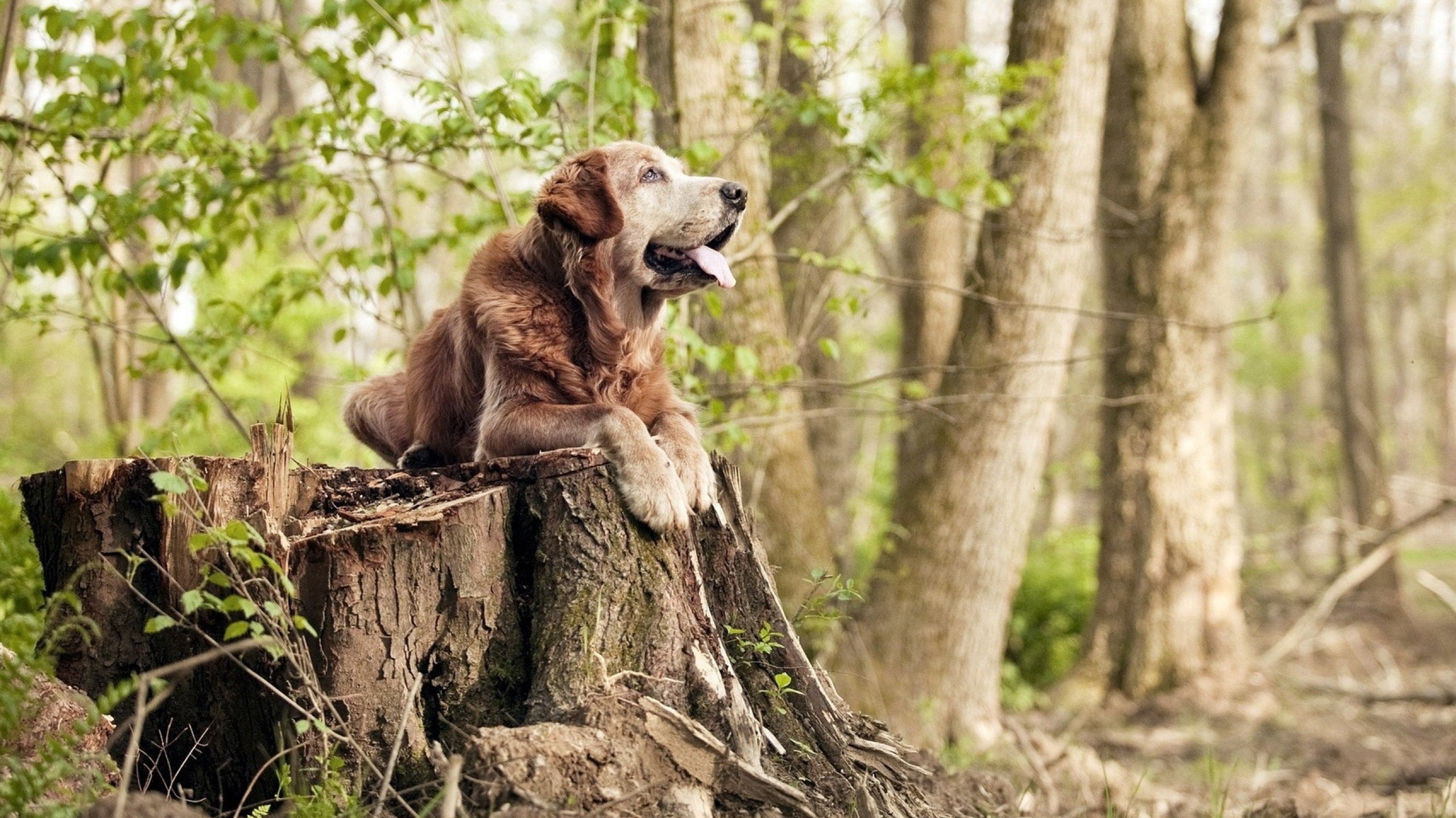 线上足球知识竞赛持续火热，提升公众足球基础知识，足球线上培训