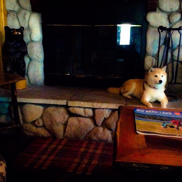 自由泳中距离比利时节奏掌控好，自由泳长距离的视频