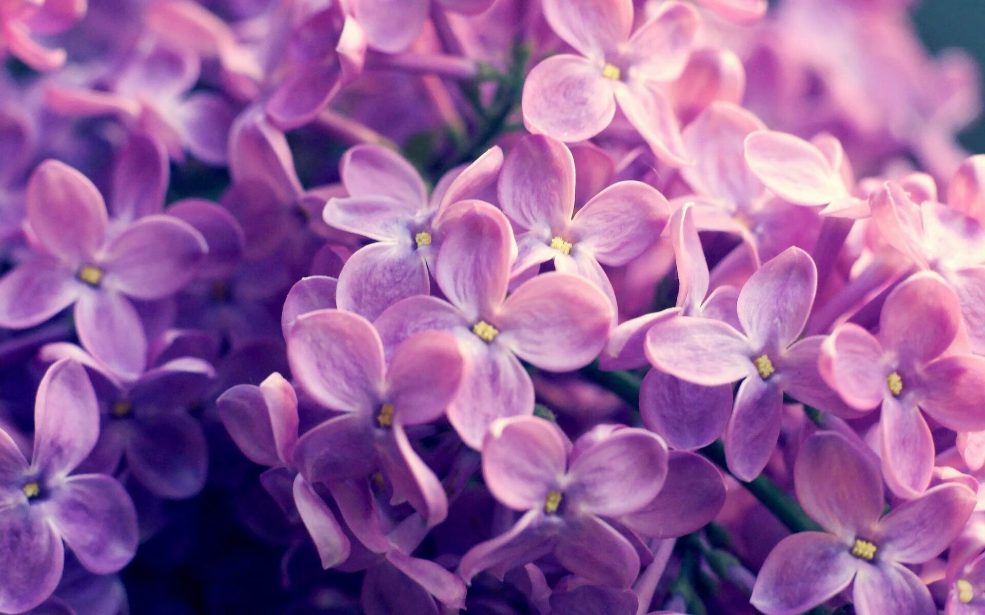 西班牙女足首次捧起欧冠奖杯,西班牙女足厉害吗