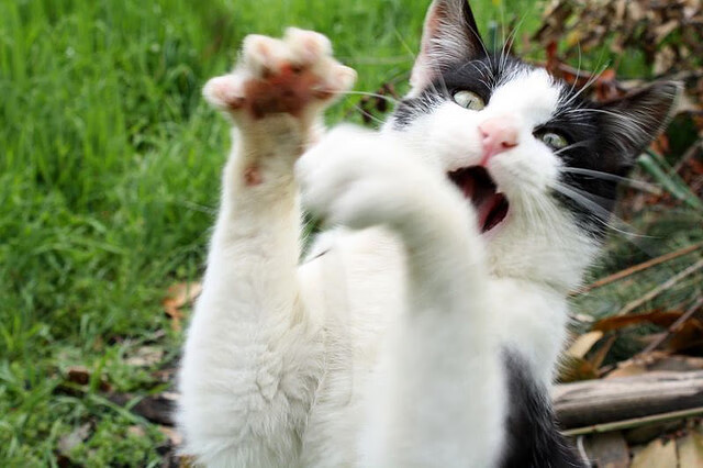 爱游戏电竞官网-马术赛事场地标准国际化提升，标准马术场地大小